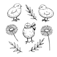 Cute little chicken and daisy flowers. Monochrome illustration in sketchy style.