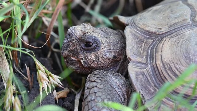 A snail sits on a turtle's back,