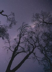 Stars and trees, an incredible night with stars and trees.