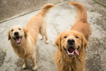 Two happy golden retriever dogs looking up and panting on backyard driveway, friendly pet companionship concept
