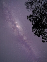 Stars and trees, an incredible night with stars and trees.