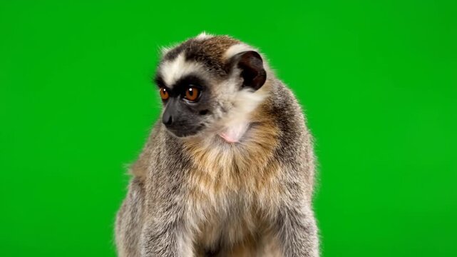 Close-up portrait of a curious lemur with striking orange eyes against a vibrant green background.