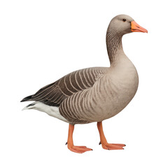 Obraz premium PNG Realistic standing goose image