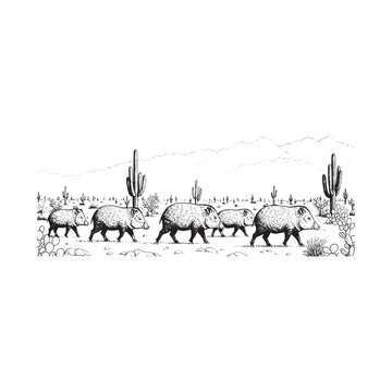 Pecari Herd Desert Landscape Illustration with Cacti - Black White