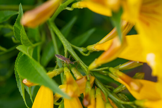 Macro of Zelus renardii insect on Tacoma flower