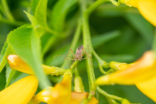 Macro of Zelus renardii insect on Tacoma flower