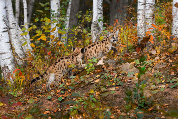 Cougar Kitten (Puma concolor) Walks Into Sibling While Climbing Forest Embankment Autumn
