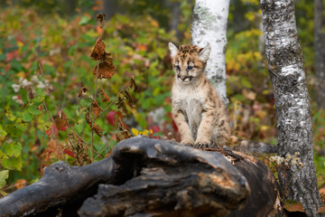Cougar Kitten (Puma concolor) Sits Looking Left Atop Log Autumn