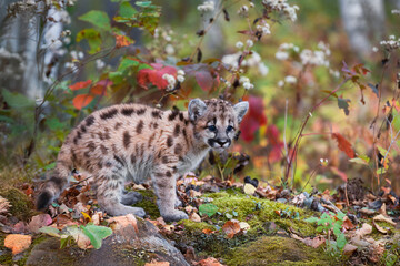 Cougar Kitten (Puma concolor) Stands to Right Looking Out