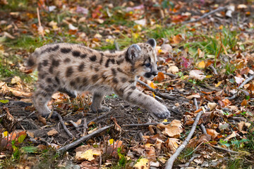 Cougar Kitten (Puma concolor) Steps Right Along Leaf Strewn Ground Autumn