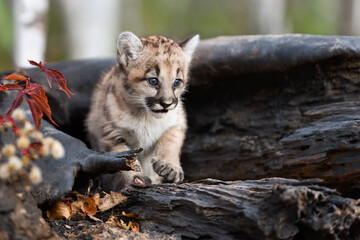Cougar Kitten (Puma concolor) Mewls From Within Log Autumn