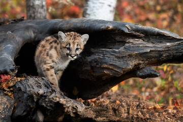 Cougar Kitten (Puma concolor) Steps Forward From Within Log Autumn