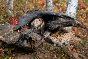 Cougar Kittens (Puma concolor) Investigate Log Autumn