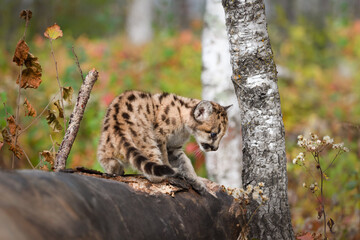 Cougar Kitten (Puma concolor) Looks Down Side of Log Autumn