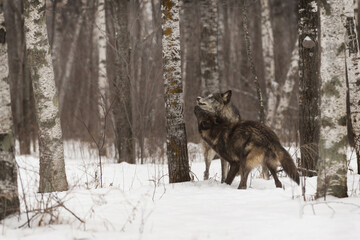 Dominant Grey Wolf (Canis lupus) Gets Licked By Subordinate Winter