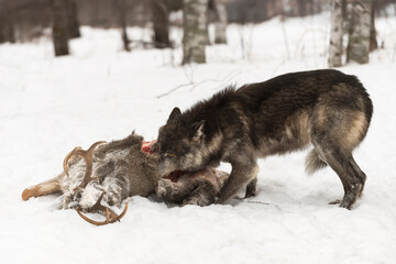 Black Phase Grey Wolf (Canis lupus) Noses Into Deer Carcass Winter