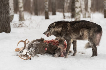 Black Phase Grey Wolf (Canis lupus) Stands Over Deer Carcass Snarling Winter