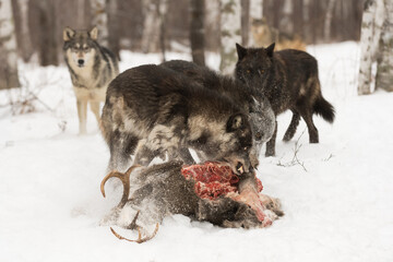 Grey Wolf Pack (Canis lupus) Stand Back and Observe Dominant Female Defending Deer Body Winter