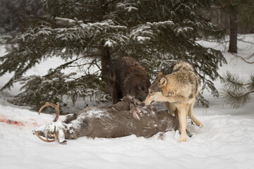Grey Wolves (Canis lupus) Gather Around White-Tail Deer Carcass Winter