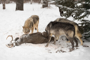 Grey Wolf Pack  (Canis lupus) Noses Into White-Tail Deer Carcass Winter