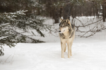 Grey Wolf (Canis lupus) Stands Next to Pine Tree Looking Left Winter