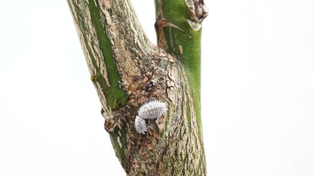 Mealybug infestation on citrus tree leaves, macro video