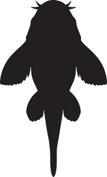 Leopard Pleco Silhouette on White Background