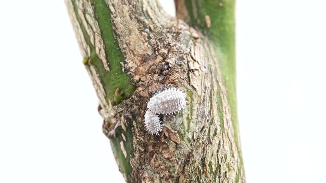 Mealybug infestation on citrus tree leaves, macro video