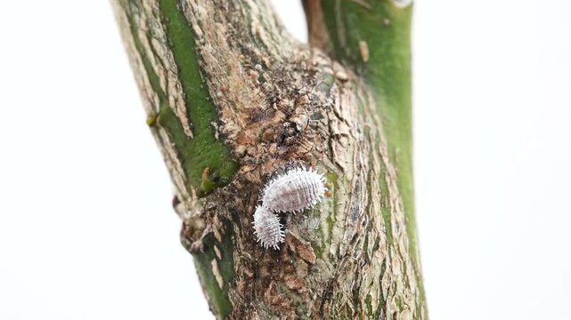 Mealybug infestation on citrus tree leaves, macro video