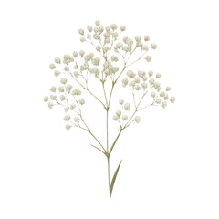Fototapeta premium PNG Delicate floral botanical design