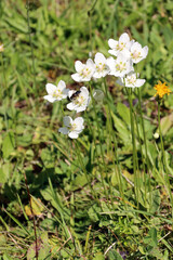 Sumpf-Herzblatt (Parnassia palustris) © etfoto