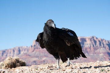 Fototapeta premium A juvenile California Condor, a critically endangered species, is being released into the wild near the Grand Canyon in Arizona.