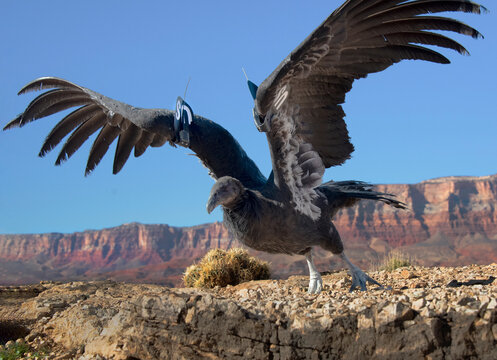 A juvenile California Condor, a critically endangered species, is being released into the wild near the Grand Canyon  in Arizona.