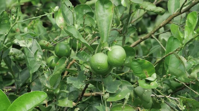Tantalizingly Fresh - A Glimpse into the Tropical World of Green Lemons