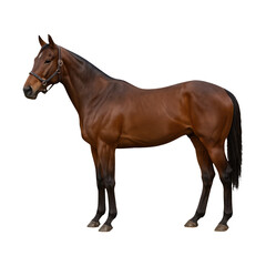 Obraz premium PNG Elegant brown horse silhouette.