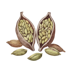 Cardamom pods displaying seeds isolated on white background, Vector, illustration