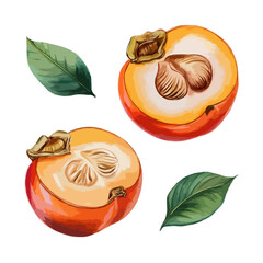 Freshly cut persimmons with leaves isolated on white background, Vector, illustration