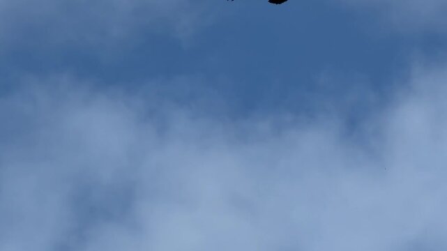 Hunting buzzard circles against a cloudy sky	