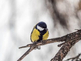Naklejka premium Cute bird Great tit, songbird sitting on a branch without leaves in the autumn or winter.