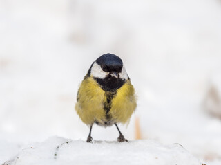 Fototapeta premium Cute bird Great tit, songbird sitting on a branch with snow in the autumn or winter.