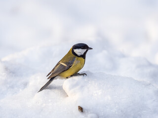 Obraz premium Cute bird Great tit, songbird sitting on a branch with snow in the autumn or winter.