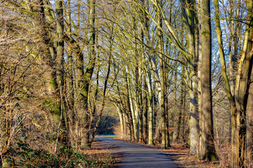 Obraz premium Nature gravel pathway through the wood in winter with sunlight, Rows of bare trees along the walkway side, Amsterdamse Bos (Forest) Park in the municipalities of Amstelveen and Amsterdam, Netherlands.
