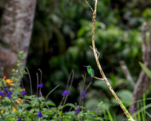 colibrí amazilia coliazul © Jaime