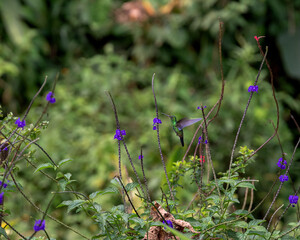 colibrí amazilia coliazul © Jaime