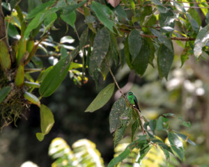 colibrí amazilia coliazul © Jaime
