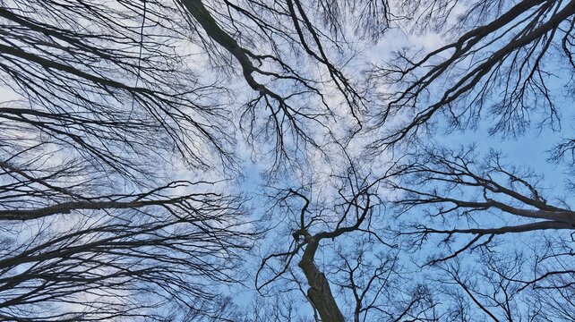 Looking up through bare tree branches against a cloudy sky in winter