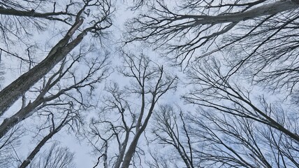 Looking up through bare tree branches against a cloudy winter sky