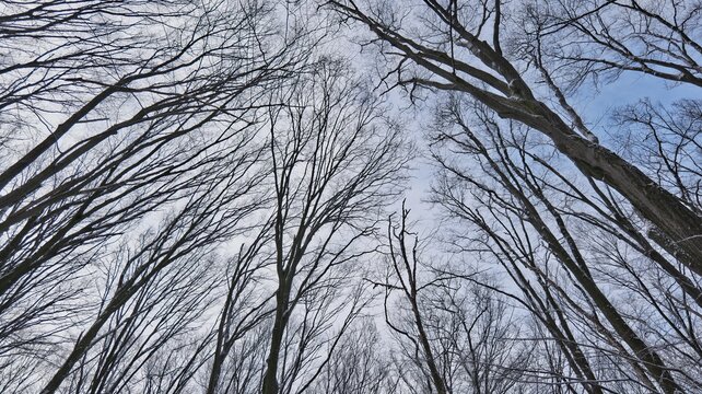 Looking up through bare tree branches against a cloudy winter sky