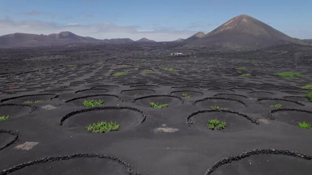 Vineyard with Circular Planting Areas in Volcanic Terrain Landscape Showcasing Unique Agricultural Design