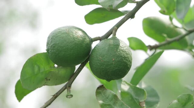 Vibrant Green Lemons Nourishing on Branch